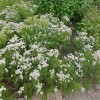 Pycnanthemum tenuifolium